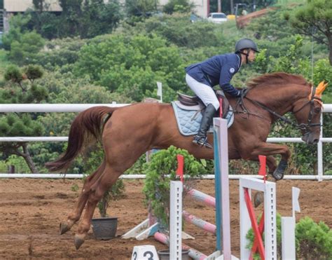 馬的顏色|中華民國馬術協會Chinese Taipei Equestrian Association